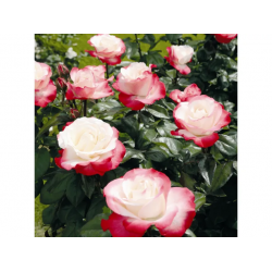 Rosier La Nostalgie : Rose Bicolore Élégante | Achat