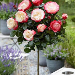 Rosier La Nostalgie : Rose Bicolore Élégante | Achat