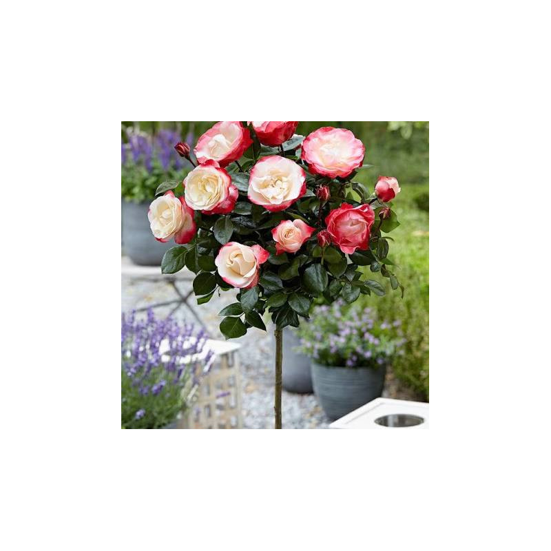 Rosier La Nostalgie : Rose Bicolore Élégante | Achat