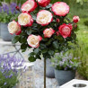Rosier La Nostalgie : Rose Bicolore Élégante | Achat